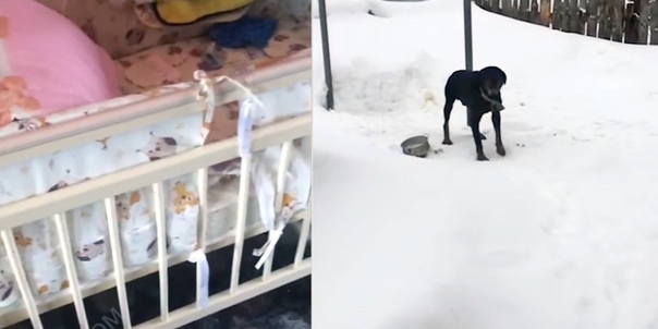 В Томске домашние собаки разорвали младенца... Трагедия произошла днем 13 февраля, когда женщина отошла во