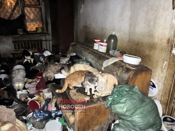 Об ужасных условиях содержания животных в одной из квартир в Миассе сообщили волонтеры организации «Добрые руки». По данным волонтеров, хозяева квартиры (две сестры) уехали на несколько дней и